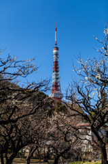 梅の木と東京タワー