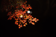 赤い竜
