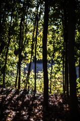昭和記念公園