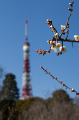 東京タワーと梅