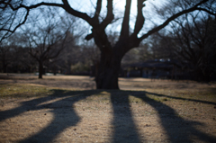 昭和記念公園