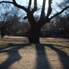 昭和記念公園