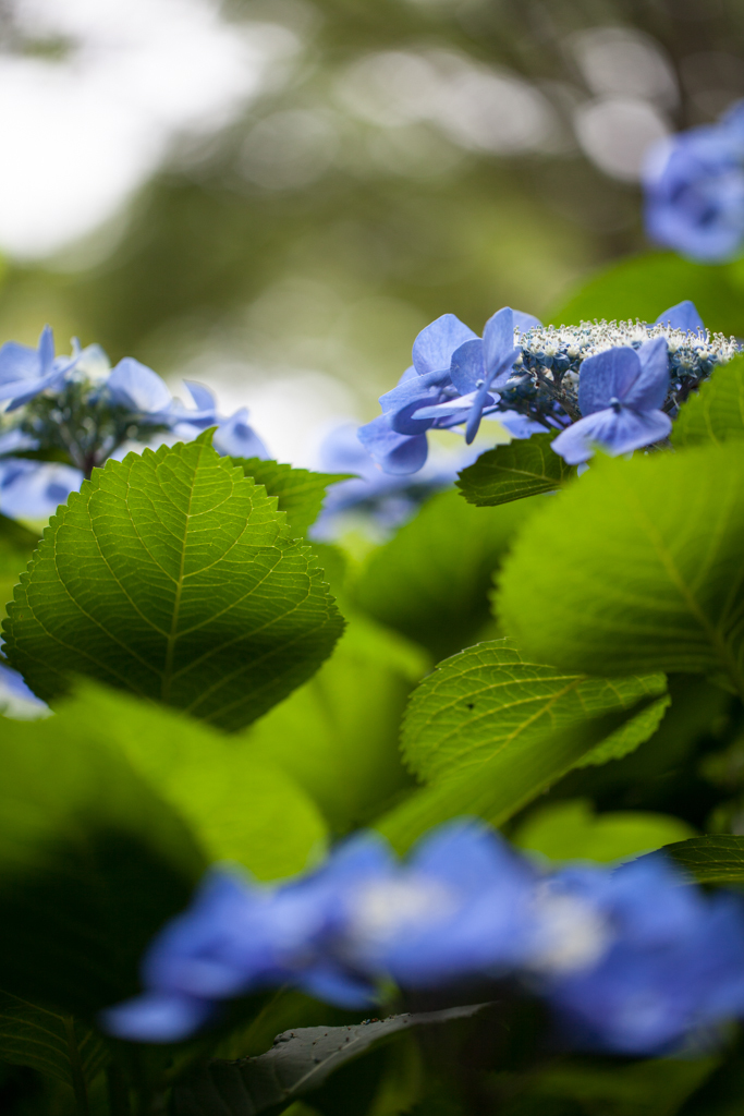 紫陽花