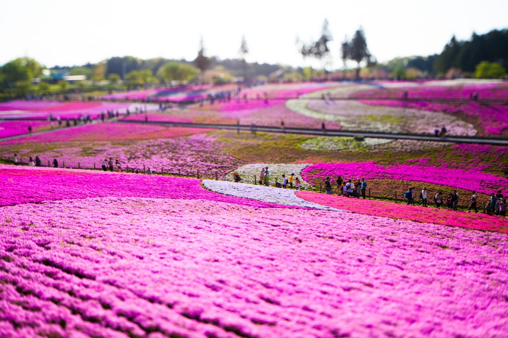 芝桜の絨毯