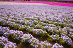 紫芝桜