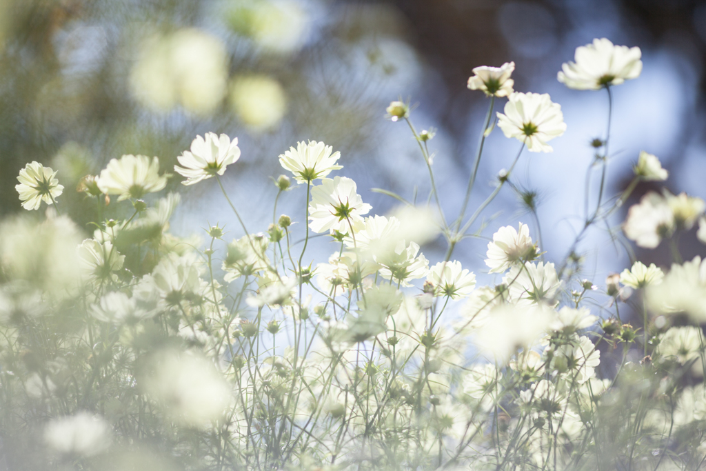 秋の花１