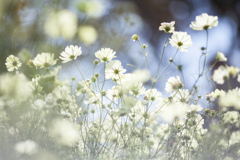 秋の花１