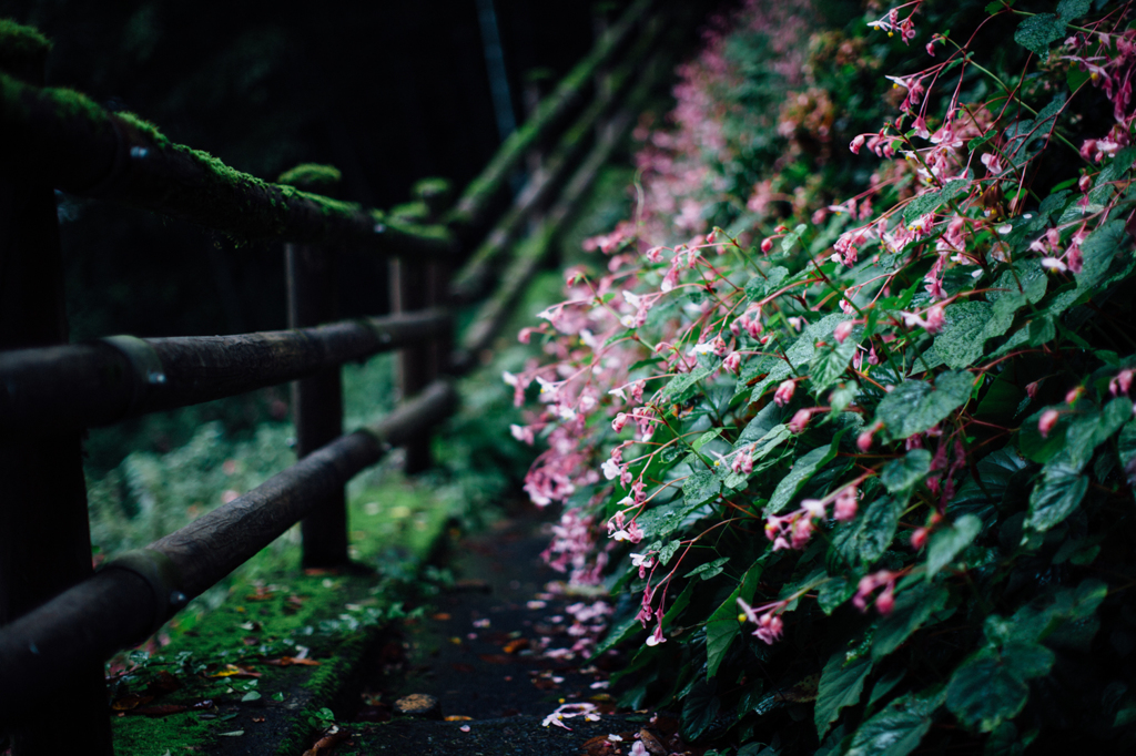 秋の花と奥多摩遊歩道