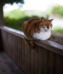 公園と猫