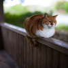 公園と猫