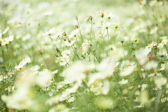 秋の花３