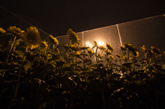 Night Sunflower