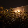 Night Sunflower
