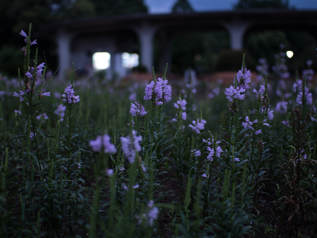 夕方の花壇に咲く花