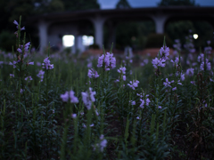 夕方の花壇に咲く花