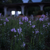 夕方の花壇に咲く花