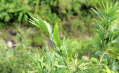IMG_0162_01