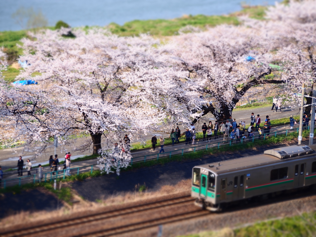 桜電車ジオラマ