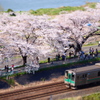 桜電車ジオラマ