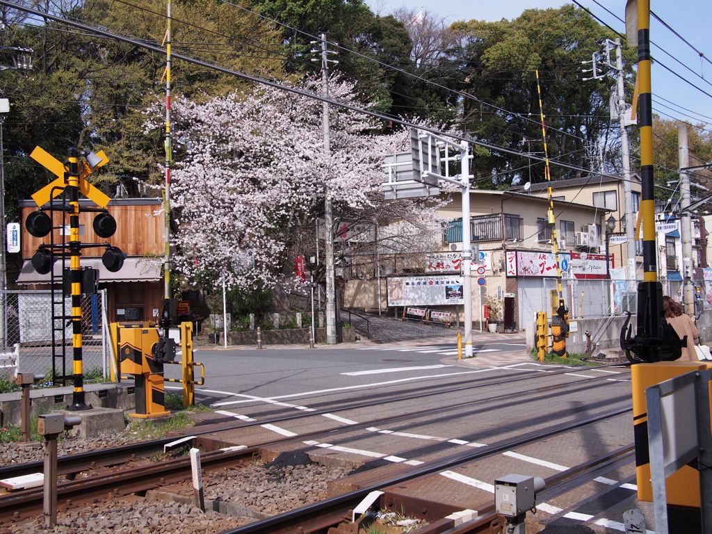 桜と踏切の親和性