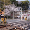 桜と踏切の親和性