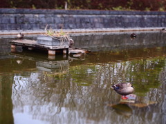 さむがり