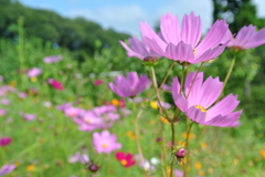夏のコスモス