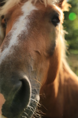 馬王ヤスヒデ