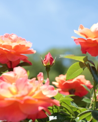 Rose12