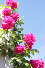 Rose06