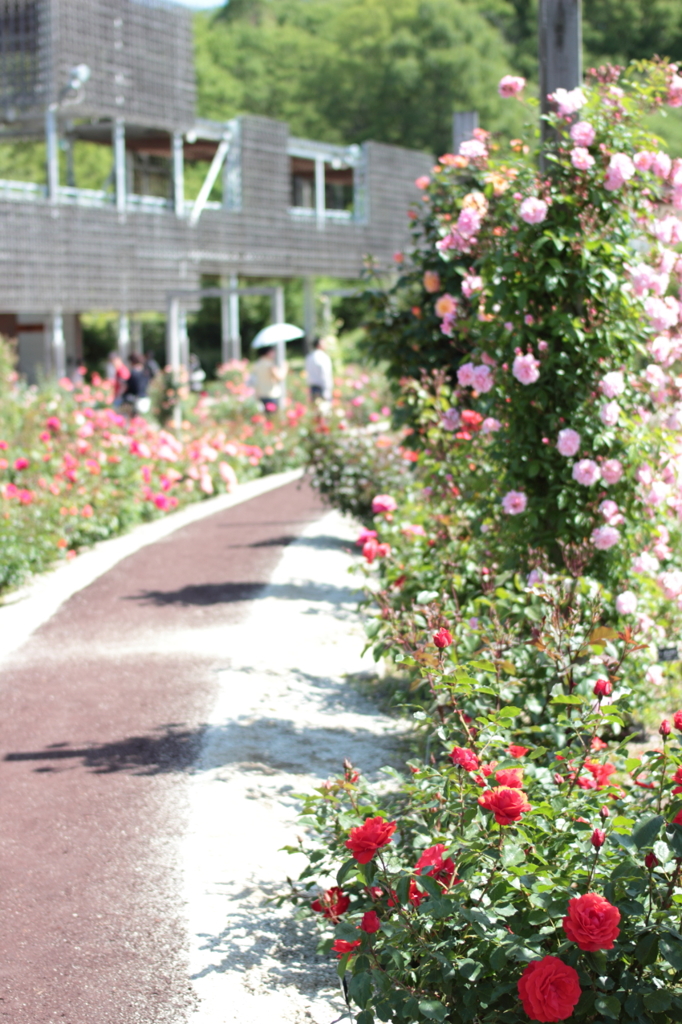 Rose03