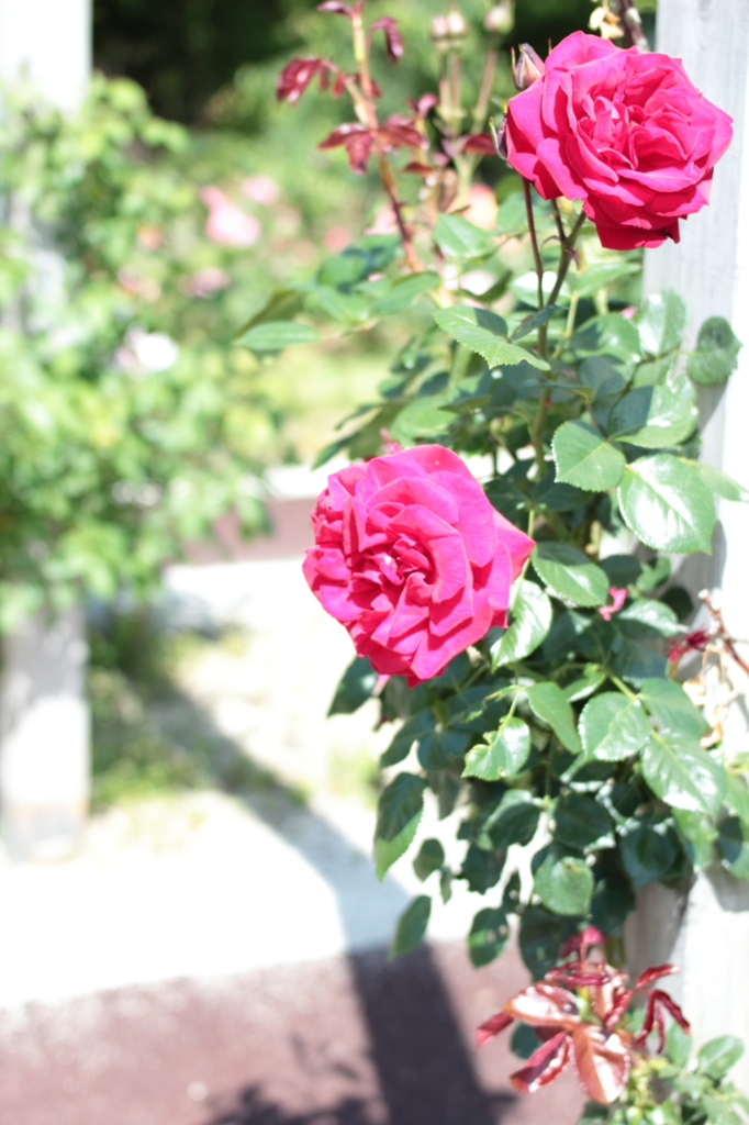 Rose01