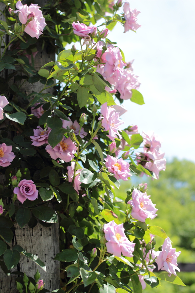 Rose08