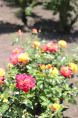 Rose13