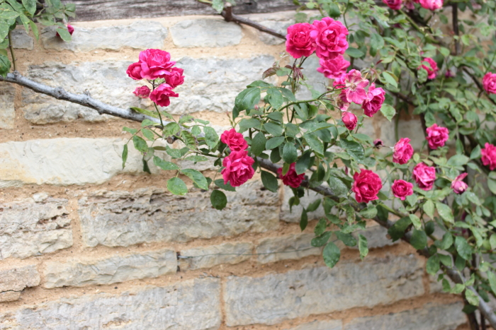 Rose Pink