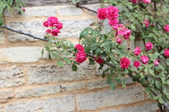 Rose Pink