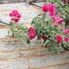 Rose Pink