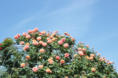 Rose11