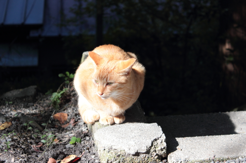 にゃん