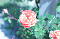 Rose07