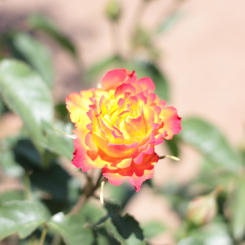 Rose14