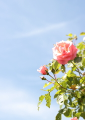 Rose05