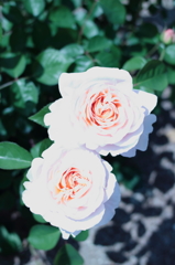Rose10