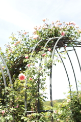 Rose09