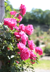 Rose02
