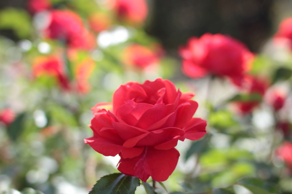 Rose04