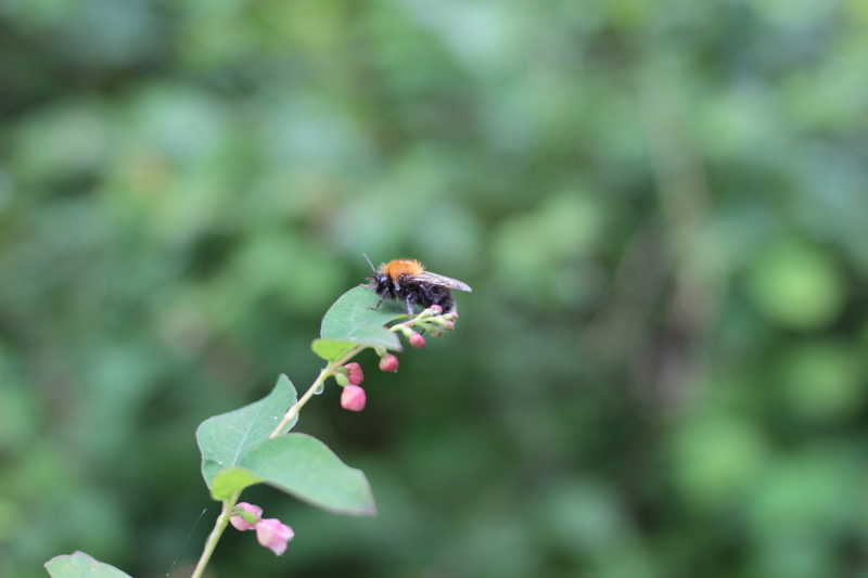 Bee