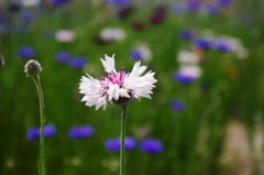 IMGP0900