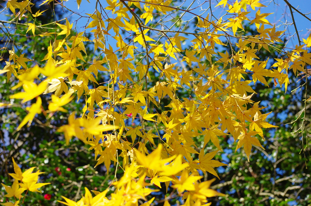IMGP0271(2)