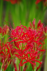 IMGP2544